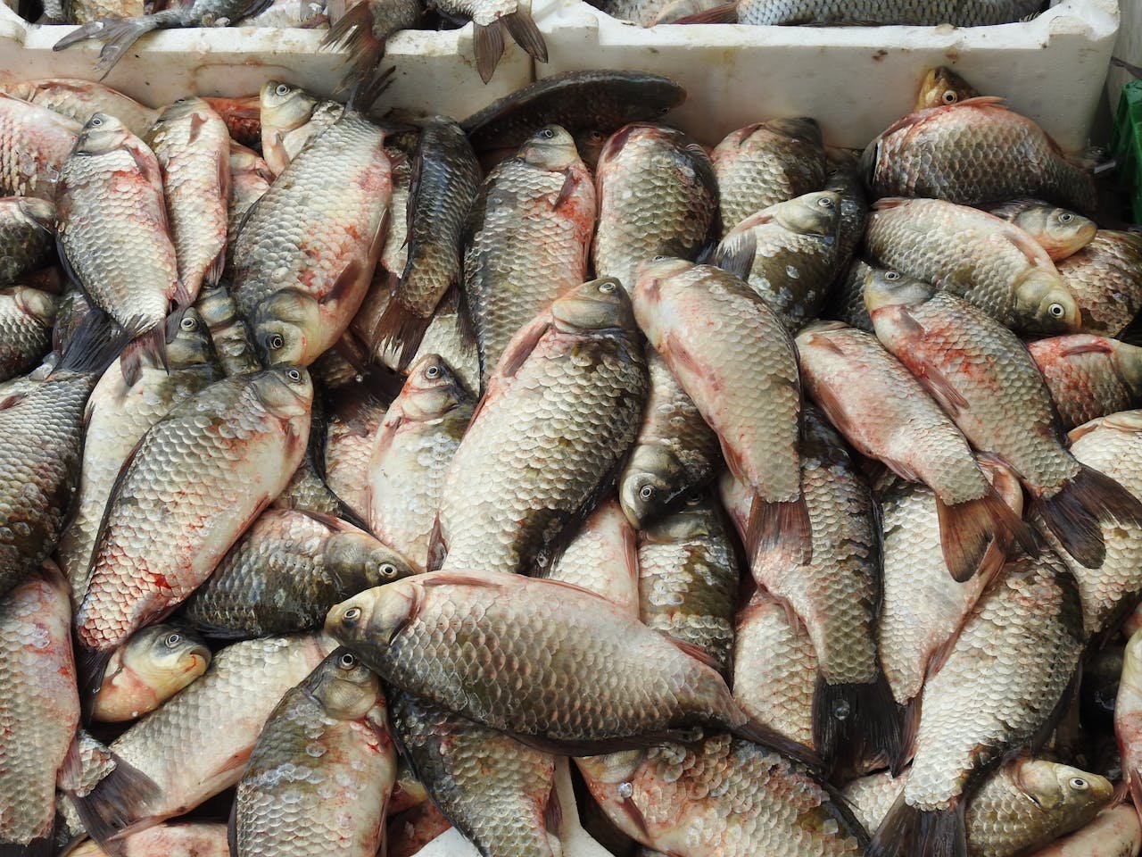 Tilapia Fish