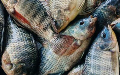 Tilapia Fish